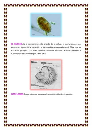 EL NÚCLEO.Es el componente más grande de la célula, y sus funciones son:
almacenar, transcribir y transmitir, la información almacenada en el DNA, que se
encuentra protegido por unas proteínas llamadas Histonas. Además contiene al
nucléolo que está formado por 100% RNA.

CITOPLASMA: Lugar en donde se encuentran suspendidas las organelas.

 