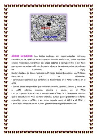 ÁCIDOS NUCLEICOS: Los ácidos nucleicos son macromoléculas, polímeros
formados por la repetición de monómeros llamados nucleótidos, unidos mediante
enlaces fosfodiéster. Se forman, así, largas cadenas o polinucleótidos, lo que hace
que algunas de estas moléculas lleguen a alcanzar tamaños gigantes (de millones
de

nucleótidos

de

largo).

Existen dos tipos de ácidos nucleicos: ADN (ácido desoxirribonucleico) y ARN (ácido
ribonucleico),

que

se

diferencian:

• por el glúcido (pentosa) que contienen: la desoxirribosa en el ADN y la ribosa en el
ARN;
• por las bases nitrogenadas que contienen: adenina, guanina, citosina y timina, en
el

ADN;

adenina,

guanina,

citosina

y

uracilo,

en

el

ARN;

• en los organismos eucariotas, la estructura del ADN es de doble cadena, mientras
que la estructura del ARN es monocatenaria, aunque puede presentarse en forma
extendida, como el ARNm, o en forma plegada, como el ARNt y el ARNr, y
• en la masa molecular: la del ADN es generalmente mayor que la del ARN.

 