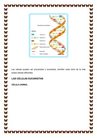 Las células pueden ser procariotas o eucariotas, también cada reino de la vida
posee células diferentes.

LAS CÉLULAS EUCARIOTAS
CÉLULA ANIMAL

 