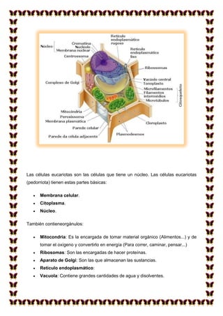 Las células eucariotas son las células que tiene un núcleo. Las células eucariotas
(pedorriota) tienen estas partes básicas:
Membrana celular.
Citoplasma.
Núcleo.
También contieneorgánulos:
Mitocondria: Es la encargada de tomar material orgánico (Alimentos...) y de
tomar el oxígeno y convertirlo en energía (Para correr, caminar, pensar...)
Ribosomas: Son las encargadas de hacer proteínas.
Aparato de Golgi: Son las que almacenan las sustancias.
Retículo endoplasmático:
Vacuola: Contiene grandes cantidades de agua y disolventes.

 