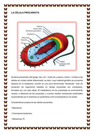 LA CÉLULA PROCARIOTA

Se llama procariotas (del griego πρό, pro = antes de y κάρυον, karion = núcleo) a las
células sin núcleo celular diferenciado, es decir, cuyo material genético se encuentra
disperso en el citoplasma, reunido en una zona denominada "Nucleoide". Casi sin
excepción los organismos basados en células procariotas son unicelulares,
formados por una sola célula. El metabolismo de los procariotas es enormemente
variado, a diferencia de los eucariotas, y muchos resisten condiciones ambientales
sorprendentes por lo extremas en parámetros como la temperatura o la acidez.
Características propias de las células procariotas
• Mesosoma
• Cromosoma bacteriano
• Ribosomas 70

 