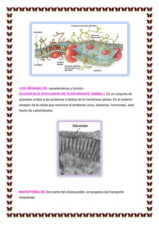 LOS ORGANELOS, características y función.
GLUCOCÁLIZ (EXCLUSIVO DE ECUCARIONTE ANIMAL). Es un conjunto de
azúcares unidos a las proteínas o lípidos de la membrana celular. Es el sistema
receptor de la célula que reconoce el ambiente (virus, bacterias, hormonas), está
hecho de carbohidratos.

MICROTÚBULOS.Son parte del citoesqueleto, encargados del transporte
intracelular.

 