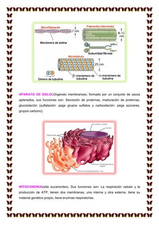 APARATO DE GOLGI.Organelo membranoso, formado por un conjunto de sacos
aplanados, sus funciones son: Secreción de proteínas, maduración de proteínas,
glucosilación (sulfatación: pega grupos sulfatos y carboxilación: pega azúcares,
grupos carbono).

MITOCONDRIA(sólo eucariontes). Sus funciones son: La respiración celular y la
producción de ATP, tienen dos membranas, una interna y otra externa, tiene su
material genético propio, tiene enzimas respiratorias.

 