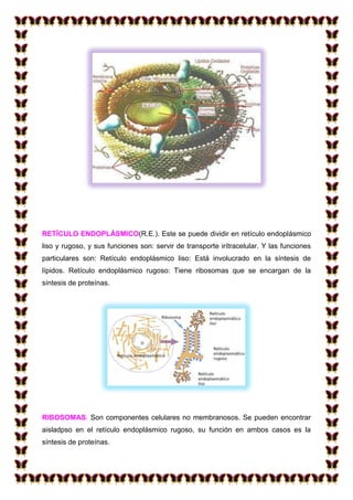 RETÍCULO ENDOPLÁSMICO(R.E.). Este se puede dividir en retículo endoplásmico
liso y rugoso, y sus funciones son: servir de transporte irítracelular. Y las funciones
particulares son: Retículo endoplásmico liso: Está involucrado en la síntesis de
lípidos. Retículo endoplásmico rugoso: Tiene ribosomas que se encargan de la
síntesis de proteínas.

RIBOSOMAS. Son componentes celulares no membranosos. Se pueden encontrar
aisladpso en el retículo endoplásmico rugoso, su función en ambos casos es la
síntesis de proteínas.

 