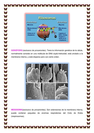 GONÓFORO.(exclusivo de procariontes). Tiene la información genética de la célula,
normalmente consiste en una molécula de DNA duplo-helicoidal, está anclado a la
membrana interna, y está disperso pero con cierto orden.

MESOSOMA(exclusivo de procariontes). Son extensiones de la membrana interna,
puede

contener

(respirosomas).

paquetes

de

enzimas

respiratorias

del

Ciclo

de

Krebs

 