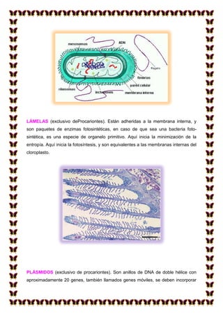 LÁMELAS (exclusivo deProcariontes). Están adheridas a la membrana interna, y
son paquetes de enzimas fotosintéticas, en caso de que sea una bacteria fotosintética, es una especie de organelo primitivo. Aquí inicia la minimización de la
entropía. Aquí inicia la fotosíntesis, y son equivalentes a las membranas internas del
cloroplasto.

PLÁSMIDOS (exclusivo de procariontes). Son anillos de DNA de doble hélice con
aproximadamente 20 genes, también llamados genes móviles, se deben incorporar

 