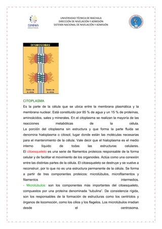 UNIVERSIDAD TÉCNICA DE MACHALA
DIRECCIÓN DE NIVELACIÓN Y ADMISIÓN
SISTEMA NACIONAL DE NIVELACIÓN Y ADMISIÓN

CITOPLASMA
Es la parte de la célula que se ubica entre la membrana plasmática y la
membrana nuclear. Está constituido por 85 % de agua y un 15 % de proteínas,
aminoácidos, sales y minerales. En el citoplasma se realizan la mayoría de las
reacciones

metabólicas

de

la

célula.

La porción del citoplasma sin estructura y que forma la parte fluida se
denomina hialoplasma o citosol, lugar donde están las moléculas necesarias
para el mantenimiento de la célula. Vale decir que el hialoplasma es el medio
interno

líquido

de

todas

las

estructuras

celulares.

El citoesqueleto es una serie de filamentos proteicos responsable de la forma
celular y de facilitar el movimiento de los organoides. Actúa como una conexión
entre las distintas partes de la célula. El citoesqueleto se destruye y se vuelve a
reconstruir, por lo que no es una estructura permanente de la célula. Se forma
a partir de tres componentes proteicos: microtúbulos, microfilamentos y
filamentos

intermedios.

- Microtúbulos: son los componentes más importantes del citoesqueleto,
compuestos por una proteína denominada “tubulina”. De consistencia rígida,
son los responsables de la formación de estructuras como los centríolos y
órganos de locomoción, como los cilios y los flagelos. Los microtúbulos irradian
desde

el

centrosoma.

 