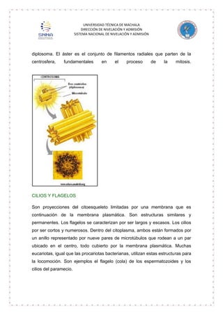 UNIVERSIDAD TÉCNICA DE MACHALA
DIRECCIÓN DE NIVELACIÓN Y ADMISIÓN
SISTEMA NACIONAL DE NIVELACIÓN Y ADMISIÓN

diplosoma. El áster es el conjunto de filamentos radiales que parten de la
centrosfera,

fundamentales

en

el

proceso

de

la

mitosis.

CILIOS Y FLAGELOS
Son proyecciones del citoesqueleto limitadas por una membrana que es
continuación de la membrana plasmática. Son estructuras similares y
permanentes. Los flagelos se caracterizan por ser largos y escasos. Los cilios
por ser cortos y numerosos. Dentro del citoplasma, ambos están formados por
un anillo representado por nueve pares de microtúbulos que rodean a un par
ubicado en el centro, todo cubierto por la membrana plasmática. Muchas
eucariotas, igual que las procariotas bacterianas, utilizan estas estructuras para
la locomoción. Son ejemplos el flagelo (cola) de los espermatozoides y los
cilios del paramecio.

 