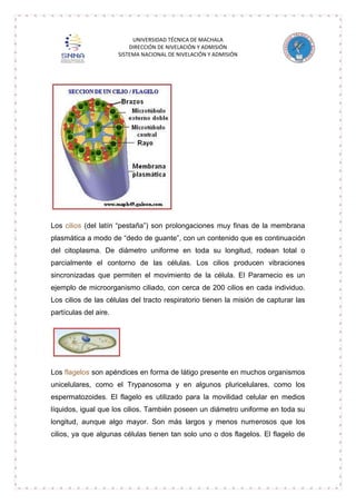 UNIVERSIDAD TÉCNICA DE MACHALA
DIRECCIÓN DE NIVELACIÓN Y ADMISIÓN
SISTEMA NACIONAL DE NIVELACIÓN Y ADMISIÓN

Los cilios (del latín “pestaña”) son prolongaciones muy finas de la membrana
plasmática a modo de “dedo de guante”, con un contenido que es continuación
del citoplasma. De diámetro uniforme en toda su longitud, rodean total o
parcialmente el contorno de las células. Los cilios producen vibraciones
sincronizadas que permiten el movimiento de la célula. El Paramecio es un
ejemplo de microorganismo ciliado, con cerca de 200 cilios en cada individuo.
Los cilios de las células del tracto respiratorio tienen la misión de capturar las
partículas del aire.

Los flagelos son apéndices en forma de látigo presente en muchos organismos
unicelulares, como el Trypanosoma y en algunos pluricelulares, como los
espermatozoides. El flagelo es utilizado para la movilidad celular en medios
líquidos, igual que los cilios. También poseen un diámetro uniforme en toda su
longitud, aunque algo mayor. Son más largos y menos numerosos que los
cilios, ya que algunas células tienen tan solo uno o dos flagelos. El flagelo de

 
