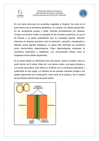 UNIVERSIDAD TÉCNICA DE MACHALA
DIRECCIÓN DE NIVELACIÓN Y ADMISIÓN
SISTEMA NACIONAL DE NIVELACIÓN Y ADMISIÓN

Es una típica estructura de eucariotas vegetales y fúngicas. Se ubica en la
parte externa de la membrana plasmática, en contacto con células adyacentes.
Es de consistencia gruesa y rígida, formada principalmente por celulosa.
Cumple una función similar al esqueleto de los animales superiores, ya que le
da firmeza a la planta posibilitando que se mantenga erguida. Además,
interviene en diversos procesos como la absorción, secreción, transpiración y
defensa contra agentes patógenos. La pared está perforada por pequeños
poros denominados plasmodesmas. Estos plasmodesmas atraviesan la
membrana plasmática y establecen una comunicación directa entre el
citoplasma de las células adyacentes.
En la pared celular se diferencian tres estructuras, desde el exterior hacia la
parte interna de la célula. Ellas son: una lámina media, una pared primaria y
una pared secundaria, esta última en contacto con la membrana plasmática y
subdividida en tres capas. La celulosa de las paredes celulares protege a las
células adyacentes de la desecación. Gran parte de la corteza y de la madera
de los árboles está formada de pared celular.

 