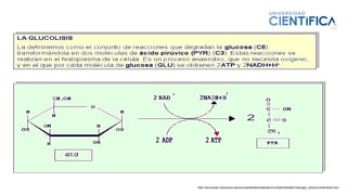 http://recursostic.educacion.es/ciencias/biosfera/web/alumno/2bachillerato/Fisiologia_celular/contenidos3.htm
 