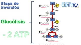 http://cienciasdejoseleg.blogspot.com/2013/04/fases-generales-y-rendimiento.html
 