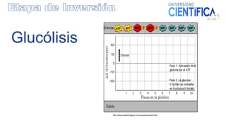 Glucólisis
http://www.maph49.galeon.com/respcel/review4.html
 