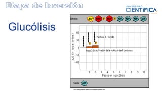 http://www.maph49.galeon.com/respcel/review4.html
Glucólisis
 