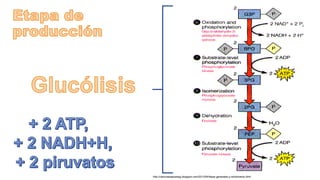 http://cienciasdejoseleg.blogspot.com/2013/04/fases-generales-y-rendimiento.html
 