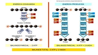 http://www.geocities.ws/batxillerat_biologia/metabolcatabol.htm
 