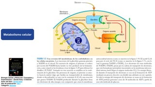 Biología Celular y Molecular: Conceptos y
Experimentos – Gerald Karp – 6 Edición
Autor del libro: Gerald Karp
Año de publicación: 2011
Categoría: Biologia
Metabolismo celular
 