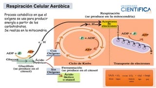 Respiración Celular Aeróbica
Proceso catabólico en que el
oxígeno se usa para producir
energía a partir de los
carbohidratos.
Se realiza en la mitocondria.
 