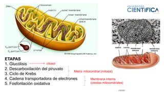 11/02/2021
23
ETAPAS
1. Glucólisis
2. Descarboxilación del piruvato
3. Ciclo de Krebs
4. Cadena transportadora de electrones
5. Fosforilación oxidativa
citosol
Matriz mitocondrial (mitosol)
Membrana interna
(crestas mitocondriales)
 