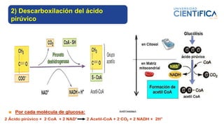 2) Descarboxilación del ácido
pirúvico
 