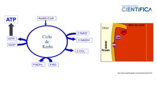 ATP
http://www.maph49.galeon.com/respcel/review3.html
 