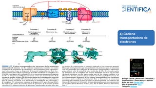 Biología Celular y Molecular: Conceptos y
Experimentos – Gerald Karp – 6 Edición
Autor del libro: Gerald Karp
Año de publicación: 2011
Categoría: Biologia
4) Cadena
transportadora de
electrones
 