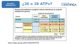 ¿36 o 38 ATPs?
https://images.app.goo.gl/t6uTHQd2H9Xrt7Fb6
BALANCE
ENERGÉTICO
 