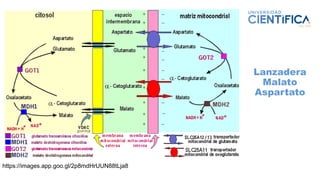 Lanzadera
Malato
Aspartato
https://images.app.goo.gl/2p8mdHrUUN88tLja8
 