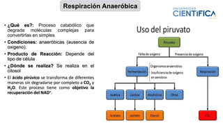 Respiración Anaeróbica
• ¿Qué es?: Proceso catabólico que
degrada moléculas complejas para
convertirlas en simples
• Condiciones: anaeróbicas (ausencia de
oxigeno).
• Producto de Reacción: Depende del
tipo de célula
• ¿Dónde se realiza? Se realiza en el
citosol
• El ácido pirúvico se transforma de diferentes
maneras sin degradarse por completo a CO2 y
H2O. Este proceso tiene como objetivo la
recuperación del NAD+.
 