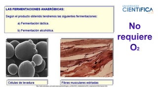 http://web.educastur.princast.es/proyectos/biogeo_ov/2bch/b3_metabolismo/t33_respiracion/informacion.htm
 