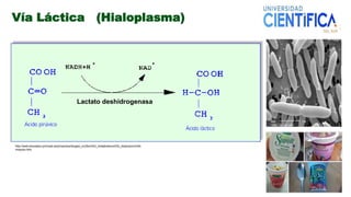 Vía Láctica (Hialoplasma)
Lactato deshidrogenasa
http://web.educastur.princast.es/proyectos/biogeo_ov/2bch/b3_metabolismo/t33_respiracion/info
rmacion.htm
 