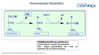 Fermentación Alcohólica
FERMENTACIÓN ALCOHÓLICA:
Forma etanol a partir de azúcares.
Ejm: Jugos azucarados de uvas en
ausencia de O2 forma alcohol.
http://web.educastur.princast.es/proyectos/biogeo_ov/2bch/b3_metabolismo/t33_respiracion/informacion.htm
 