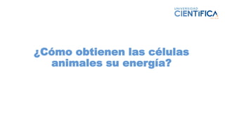 ¿Cómo obtienen las células
animales su energía?
 