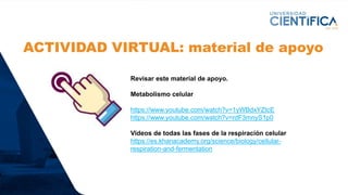 ACTIVIDAD VIRTUAL: material de apoyo
Revisar este material de apoyo.
Metabolismo celular
https://www.youtube.com/watch?v=1yWBdxYZtcE
https://www.youtube.com/watch?v=rdF3mnyS1p0
Videos de todas las fases de la respiración celular
https://es.khanacademy.org/science/biology/cellular-
respiration-and-fermentation
 