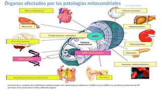 La función de los complejos de la fosforilación oxidativa pueden sufrir alteraciones por defectos en el ADNn o/y en el ADNmt; lo cual afecta la producción de ATP
que traerá como consecuencia el daño a diferentes órganos.
Órganos afectados por las patologías mitocondriales
 