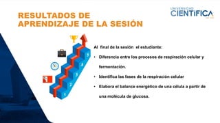 RESULTADOS DE
APRENDIZAJE DE LA SESIÓN
Al final de la sesión el estudiante:
• Diferencia entre los procesos de respiración celular y
fermentación.
• Identifica las fases de la respiración celular
• Elabora el balance energético de una célula a partir de
una molécula de glucosa.
 