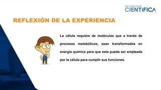 REFLEXIÓN DE LA EXPERIENCIA
La célula requiere de moléculas que a través de
procesos metabólicos, sean transformadas en
energía química para que esta pueda ser empleada
por la célula para cumplir sus funciones.
 