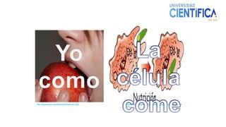 http://blogs.peru21.pe/paracomertemejor/2011/09/ http://www.proyectosalonhogar.com/Ciencias/La_Celula/La_celula
.htm
 