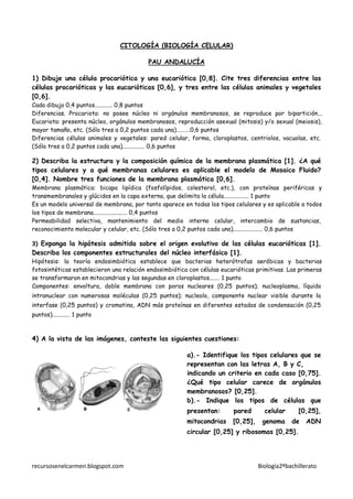 CITOLOGÍA (BIOLOGÍA CELULAR)

                                          PAU ANDALUCÍA

1) Dibuje una célula procariótica y una eucariótica [0,8]. Cite tres diferencias entre las
células procarióticas y las eucarióticas [0,6], y tres entre las células animales y vegetales
[0,6].
Cada dibujo 0,4 puntos............ 0,8 puntos
Diferencias. Procariota: no posee núcleo ni orgánulos membranosos, se reproduce por bipartición...
Eucariota: presenta núcleo, orgánulos membranosos, reproducción asexual (mitosis) y/o sexual (meiosis),
mayor tamaño, etc. (Sólo tres a 0,2 puntos cada una)……….0,6 puntos
Diferencias células animales y vegetales: pared celular, forma, cloroplastos, centriolos, vacuolas, etc.
(Sólo tres a 0,2 puntos cada una)............... 0,6 puntos

2) Describa la estructura y la composición química de la membrana plasmática [1]. ¿A qué
tipos celulares y a qué membranas celulares es aplicable el modelo de Mosaico Fluido?
[0,4]. Nombre tres funciones de la membrana plasmática [0,6].
Membrana plasmática: bicapa lipídica (fosfolípidos, colesterol, etc.), con proteínas periféricas y
transmembranales y glúcidos en la capa externa, que delimita la célula................. 1 punto
Es un modelo universal de membrana, por tanto aparece en todas los tipos celulares y es aplicable a todos
los tipos de membrana....................... 0,4 puntos
Permeabilidad selectiva, mantenimiento del medio interno celular, intercambio de sustancias,
reconocimiento molecular y celular, etc. (Sólo tres a 0,2 puntos cada una).................... 0,6 puntos

3) Exponga la hipótesis admitida sobre el origen evolutivo de las células eucarióticas [1].
Describa los componentes estructurales del núcleo interfásico [1].
Hipótesis: la teoría endosimbiótica establece que bacterias heterótrofas aeróbicas y bacterias
fotosintéticas establecieron una relación endosimbiótica con células eucarióticas primitivas. Las primeras
se transformaron en mitocondrias y las segundas en cloroplastos....... 1 punto
Componentes: envoltura, doble membrana con poros nucleares (0,25 puntos); nucleoplasma, líquido
intranuclear con numerosas moléculas (0,25 puntos); nucleolo, componente nuclear visible durante la
interfase (0,25 puntos) y cromatina, ADN más proteínas en diferentes estados de condensación (0,25
puntos)............ 1 punto



4) A la vista de las imágenes, conteste las siguientes cuestiones:

                                                        a).- Identifique los tipos celulares que se
                                                        representan con las letras A, B y C,
                                                        indicando un criterio en cada caso [0,75].
                                                        ¿Qué tipo celular carece de orgánulos
                                                        membranosos? [0,25].
                                                        b).- Indique los tipos de células que
                                                        presentan:       pared       celular      [0,25],
                                                        mitocondrias     [0,25],    genoma     de    ADN
                                                        circular [0,25] y ribosomas [0,25].




recursosenelcarmen.blogspot.com                                                    Biología2ºbachillerato
 