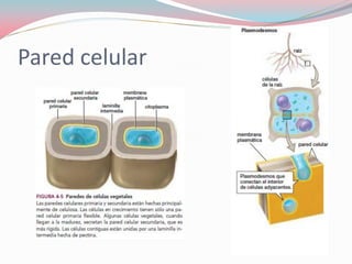 Pared celular
 