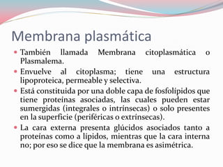 Membrana plasmática
 También llamada Membrana citoplasmática o
Plasmalema.
 Envuelve al citoplasma; tiene una estructura
lipoproteica, permeable y selectiva.
 Está constituida por una doble capa de fosfolípidos que
tiene proteínas asociadas, las cuales pueden estar
sumergidas (integrales o intrínsecas) o solo presentes
en la superficie (periféricas o extrínsecas).
 La cara externa presenta glúcidos asociados tanto a
proteínas como a lípidos, mientras que la cara interna
no; por eso se dice que la membrana es asimétrica.
 