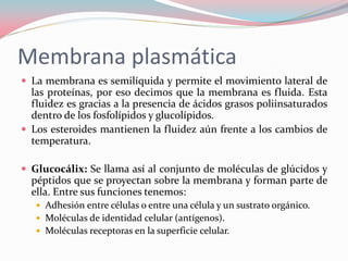 Membrana plasmática
 La membrana es semilíquida y permite el movimiento lateral de
las proteínas, por eso decimos que la membrana es fluida. Esta
fluidez es gracias a la presencia de ácidos grasos poliinsaturados
dentro de los fosfolípidos y glucolípidos.
 Los esteroides mantienen la fluidez aún frente a los cambios de
temperatura.
 Glucocálix: Se llama así al conjunto de moléculas de glúcidos y
péptidos que se proyectan sobre la membrana y forman parte de
ella. Entre sus funciones tenemos:
 Adhesión entre células o entre una célula y un sustrato orgánico.
 Moléculas de identidad celular (antígenos).
 Moléculas receptoras en la superficie celular.
 