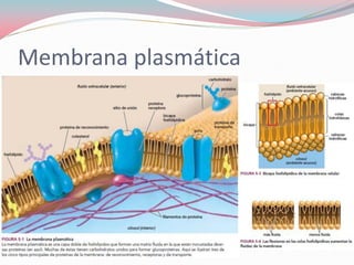 Membrana plasmática
 