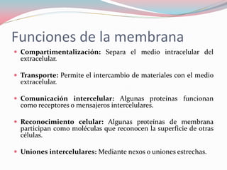 Funciones de la membrana
 Compartimentalización: Separa el medio intracelular del
extracelular.
 Transporte: Permite el intercambio de materiales con el medio
extracelular.
 Comunicación intercelular: Algunas proteínas funcionan
como receptores o mensajeros intercelulares.
 Reconocimiento celular: Algunas proteínas de membrana
participan como moléculas que reconocen la superficie de otras
células.
 Uniones intercelulares: Mediante nexos o uniones estrechas.
 
