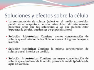 Soluciones y efectos sobre la célula
 La concentración de solutos (sales) en el medio extracelular
puede variar respecto al medio intracelular; de esta manera
podemos decir que las soluciones a las que pueden estar
expuestas la células, pueden ser de 3 tipos distintos:
 Solución hipotónica: Contiene menor concentración de
solutos que el interior de la célula; ocasiona el ingreso de agua a
la célula.
 Solución isotónica: Contiene la misma concentración de
solutos que el interior de la célula.
 Solución hipertónica: Contiene un mayor concentración de
solutos que el interior de la célula; provoca la salida (pérdida) de
agua de la célula.
 