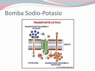 Bomba Sodio-Potasio
 