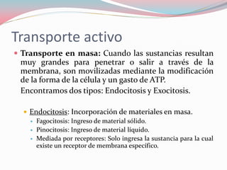 Transporte activo
 Transporte en masa: Cuando las sustancias resultan
muy grandes para penetrar o salir a través de la
membrana, son movilizadas mediante la modificación
de la forma de la célula y un gasto de ATP.
Encontramos dos tipos: Endocitosis y Exocitosis.
 Endocitosis: Incorporación de materiales en masa.
 Fagocitosis: Ingreso de material sólido.
 Pinocitosis: Ingreso de material líquido.
 Mediada por receptores: Solo ingresa la sustancia para la cual
existe un receptor de membrana específico.
 