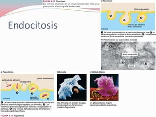 Endocitosis
 