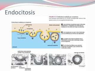 Endocitosis
 