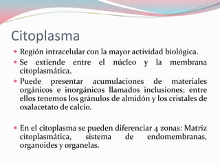 Citoplasma
 Región intracelular con la mayor actividad biológica.
 Se extiende entre el núcleo y la membrana
citoplasmática.
 Puede presentar acumulaciones de materiales
orgánicos e inorgánicos llamados inclusiones; entre
ellos tenemos los gránulos de almidón y los cristales de
oxalacetato de calcio.
 En el citoplasma se pueden diferenciar 4 zonas: Matriz
citoplasmática, sistema de endomembranas,
organoides y organelas.
 